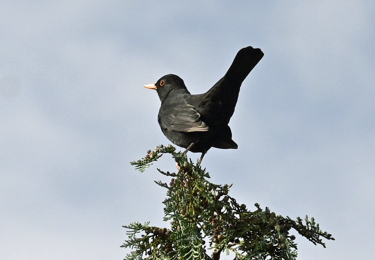 Amsel auf Baumspitze im Garten - 15.10.2023