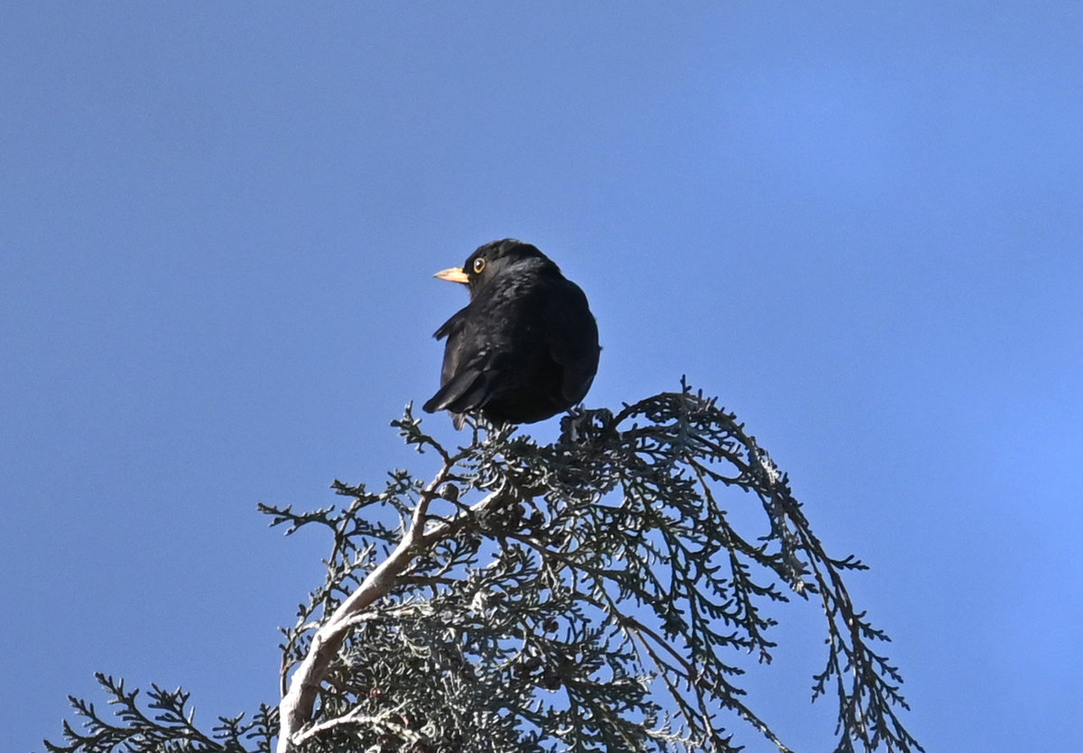 Amsel auf Beobachtungsposten auf einer Baumspitze - 15.03.2021