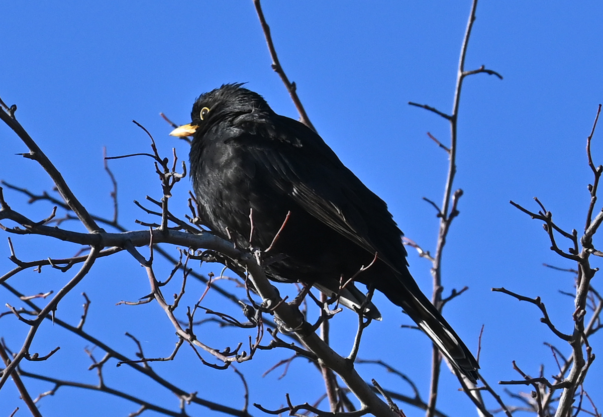 Amsel auf Beobachtungsposten im Garten - 11.01.2022