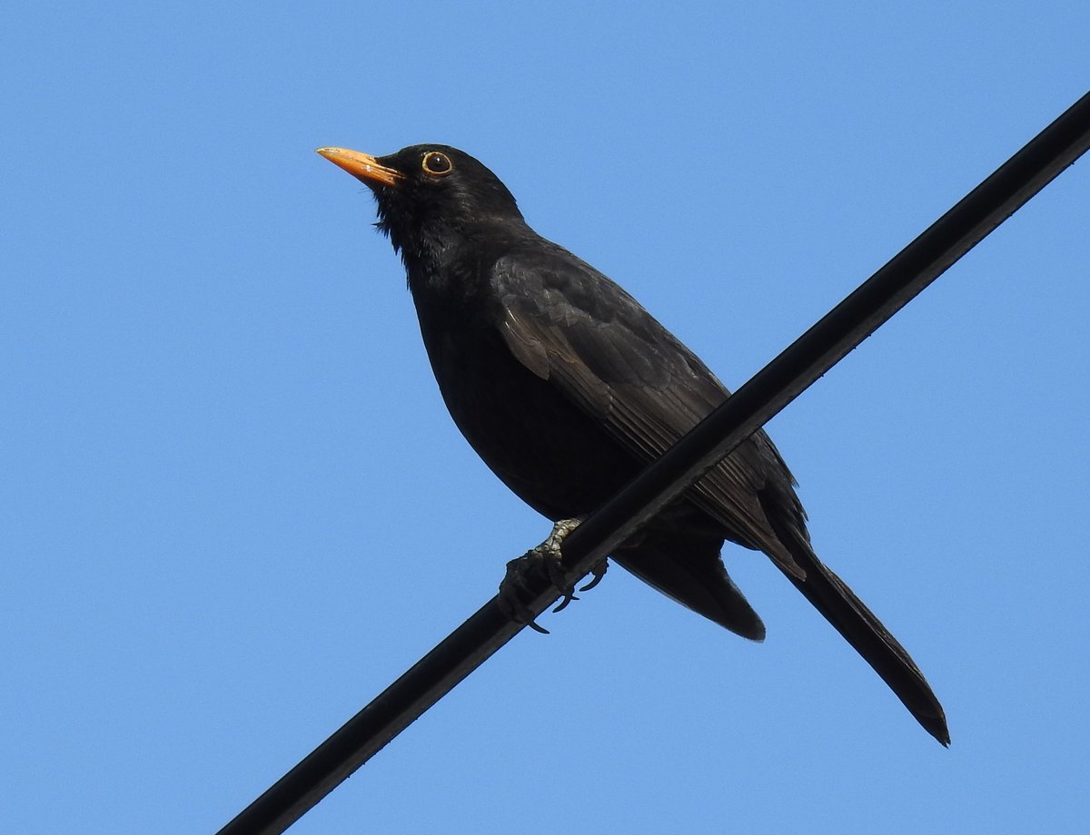 AMSEL AUF DB-OBERLEITUNGSDRAHT
Mit den Rabenvgeln sind die Amseln sehr hufig auf Oberleitungsdrhten der Bahn whrend einer
Flugpause zu beobachten,wie hier am 29.5.2020 in KIRCHEN/SIEG......