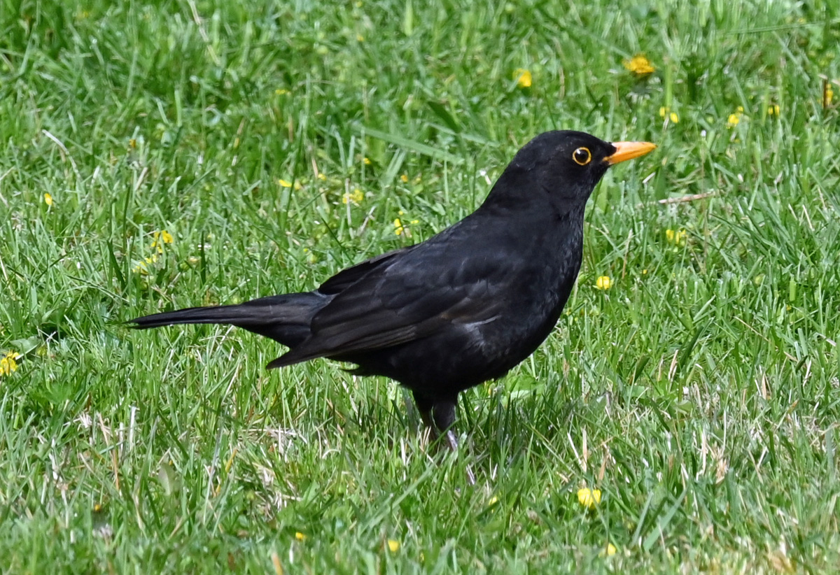 Amsel auf Futtersuche im Garten - 17.04.2021