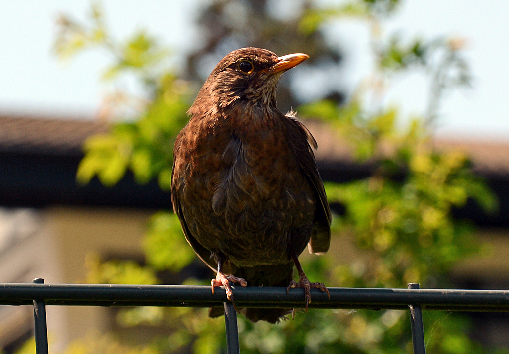 Amsel auf Gelnder am Rheinufer in Bonn-Mehlem - 31.05.2014