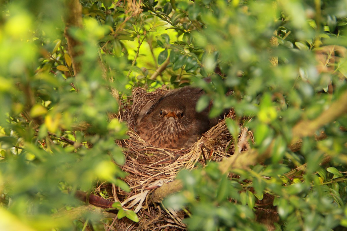 Amsel beim brten in Weidhausen am 28.04.2012.