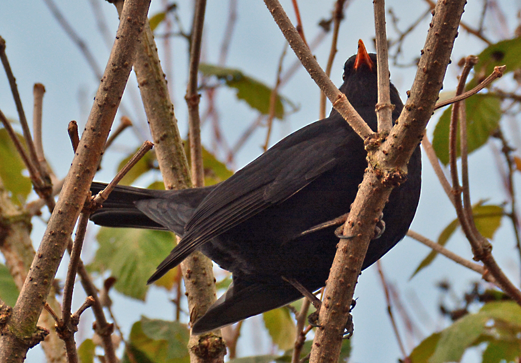 Amsel im Buschgest am Rheinufer in Wesseling - 28.11.2015