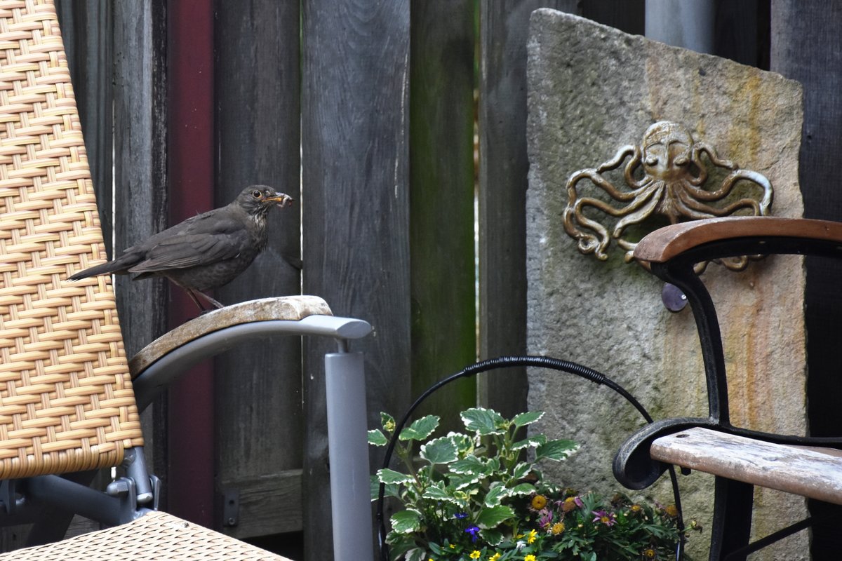 Amsel mit Nahrung sucht den Jungvogel (RHEINE, Kreis Steinfurt/Deutschland, 01.06.2016)