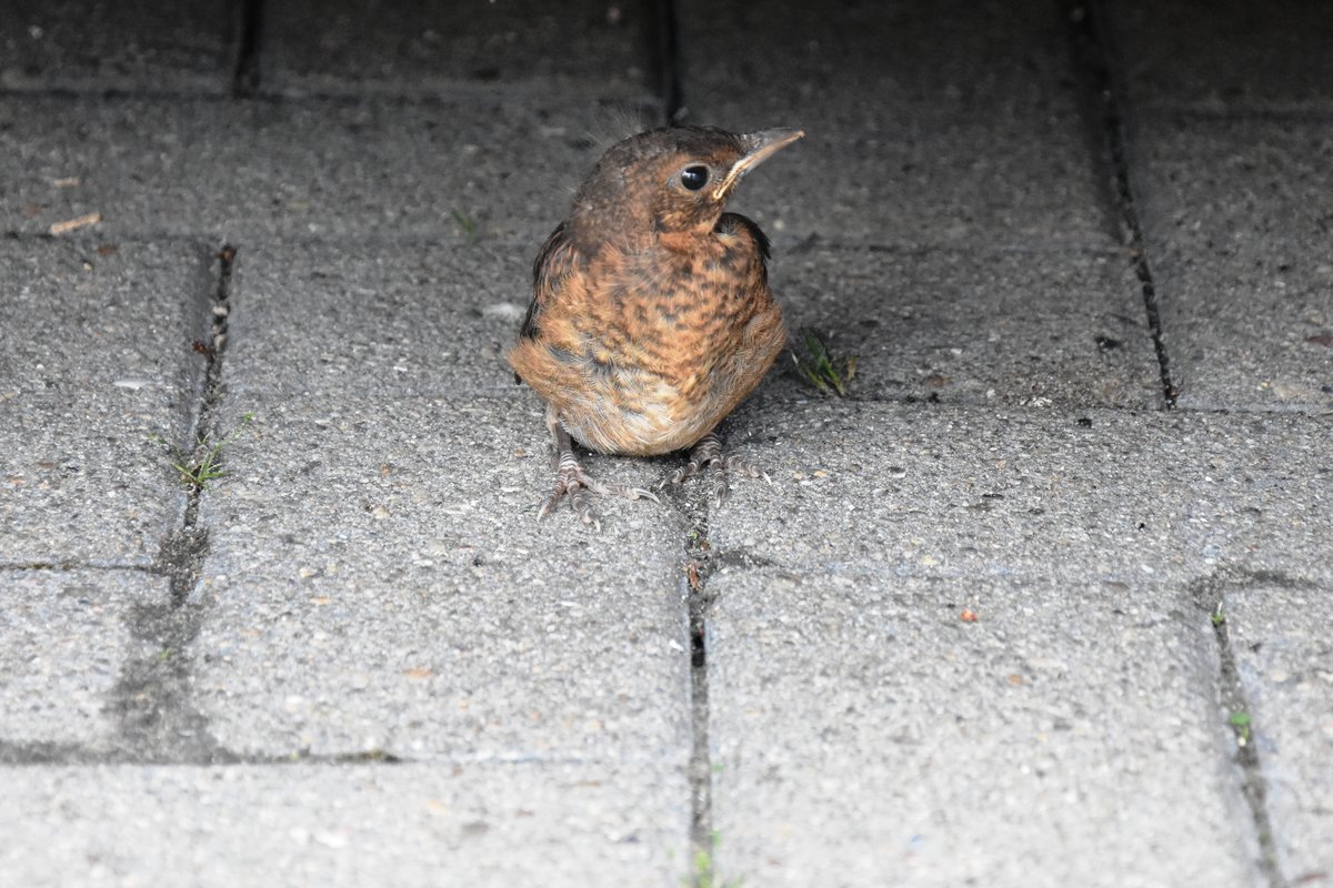 Amseljungvogel im Schuppen (RHEINE, Kreis Steinfurt/Deutschland, 31.05.2016)