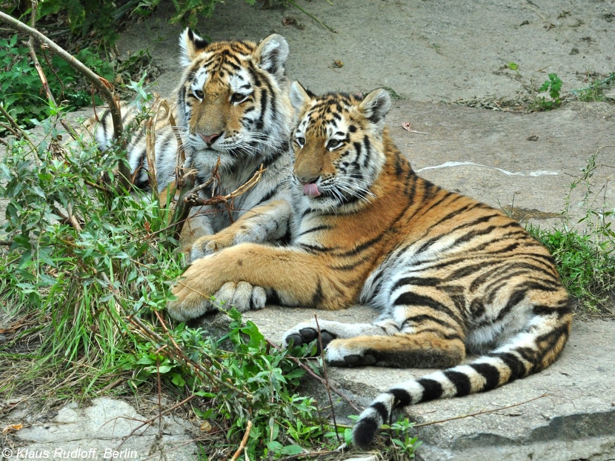 Amur-Tiger  Alisha  und  Dragan  (Panthera tigris altaica) im Tierpark Berlin (August 2015).