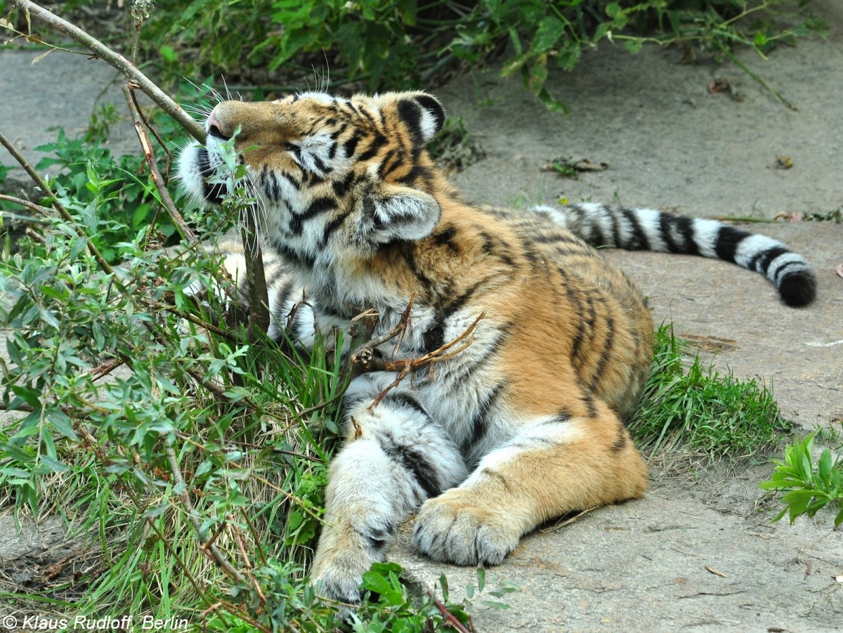 Amur-Tiger  Alisha  und  Dragan  (Panthera tigris altaica) im Tierpark Berlin (August 2015).