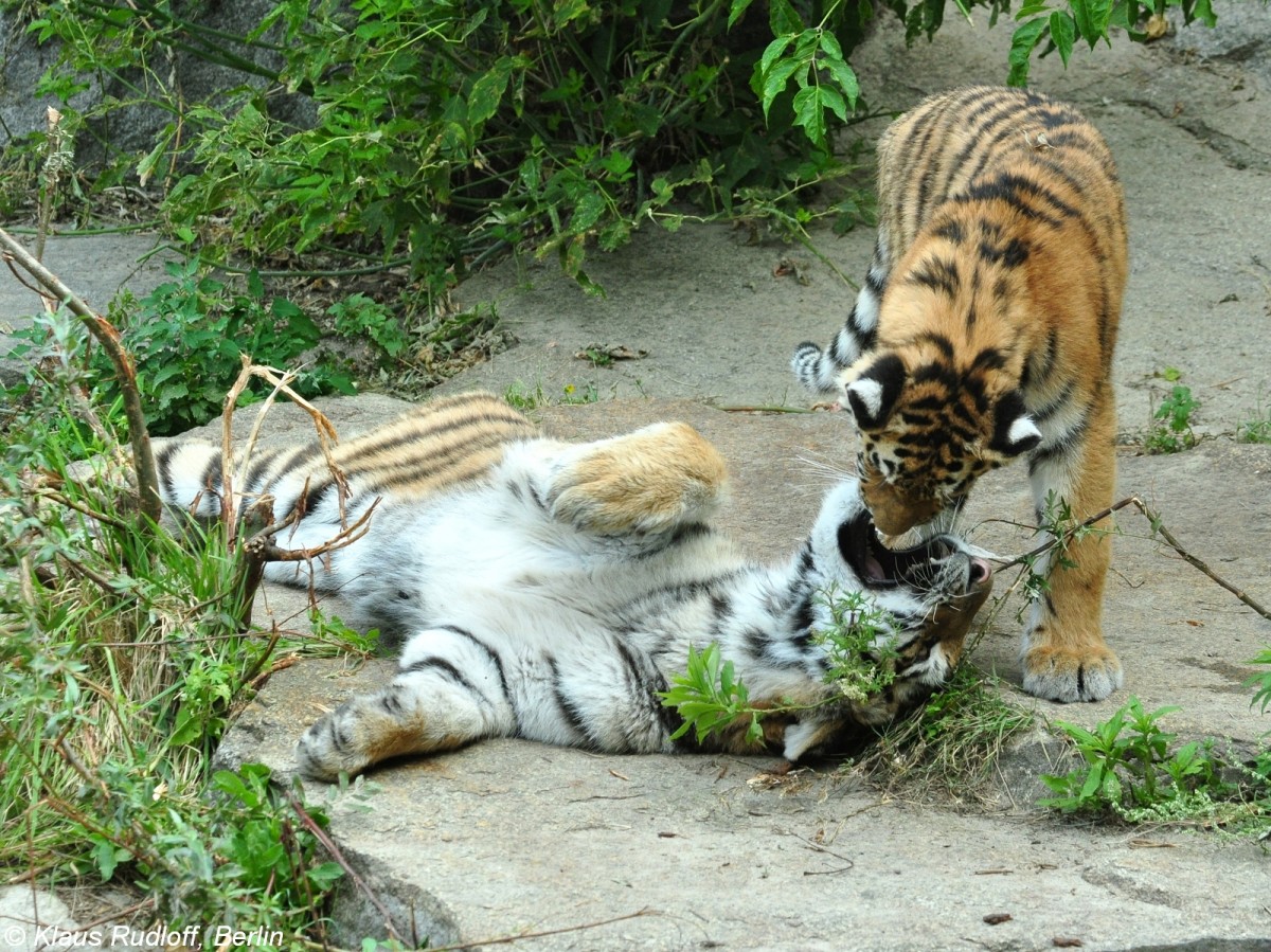 Amur-Tiger  Alisha  und  Dragan  (Panthera tigris altaica) im Tierpark Berlin (August 2015).