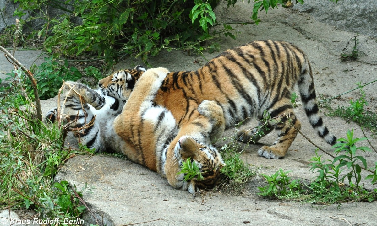 Amur-Tiger  Alisha  und  Dragan  (Panthera tigris altaica) im Tierpark Berlin (August 2015).