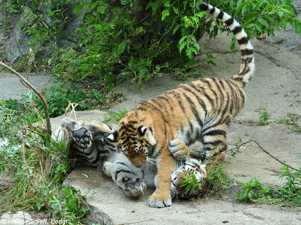 Amur-Tiger  Alisha  und  Dragan  (Panthera tigris altaica) im Tierpark Berlin (August 2015).