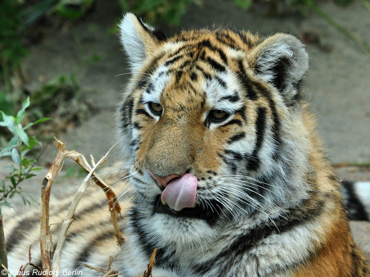 Amur-Tiger  Dragan  (Panthera tigris altaica) im Tierpark Berlin (August 2015).