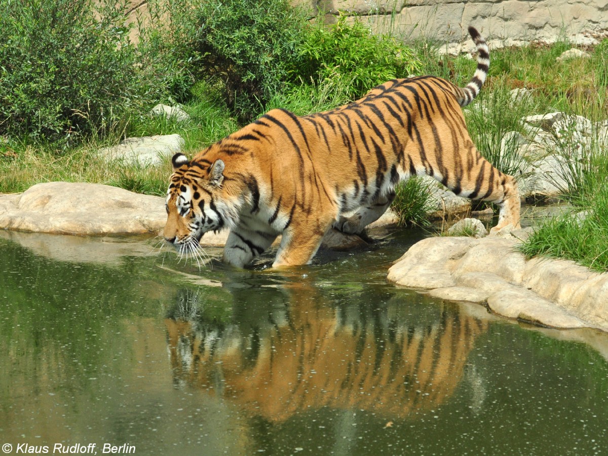 Amur-Tiger (Panthera pardus altaica). Mnnchen im Zoo Hluboka / Tschechien.