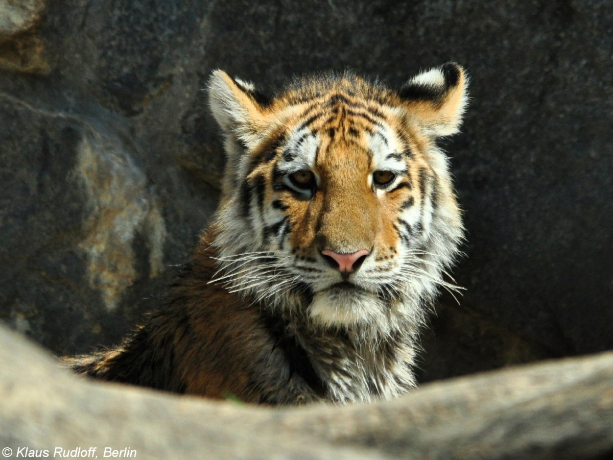 Amur-Tiger (Panthera tigris altaica) Jungtier Dragan im Tierpark Berlin