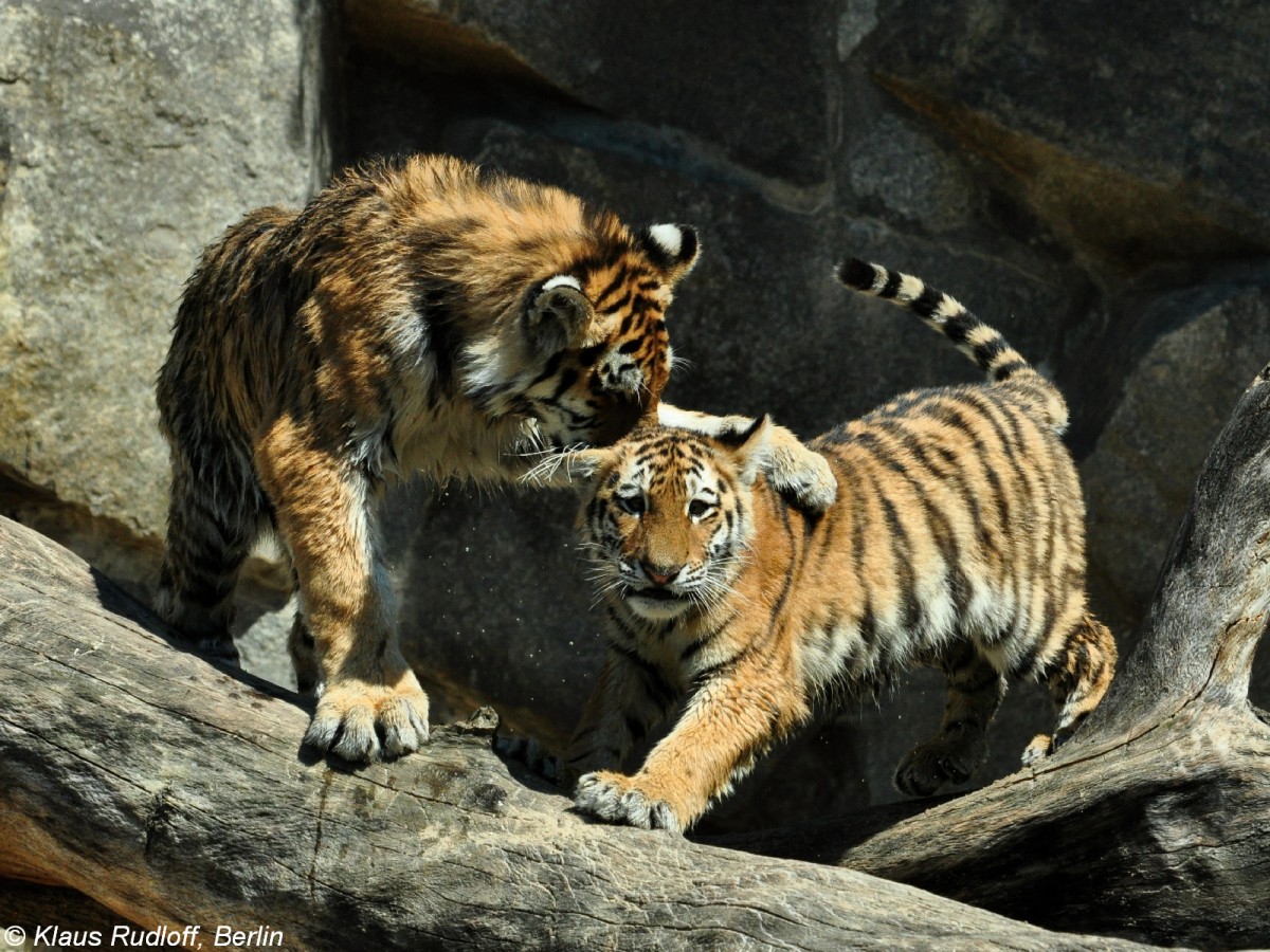 Amur-Tiger (Panthera tigris altaica) Jungtiere Dragan und Alisha im Tierpark Berlin