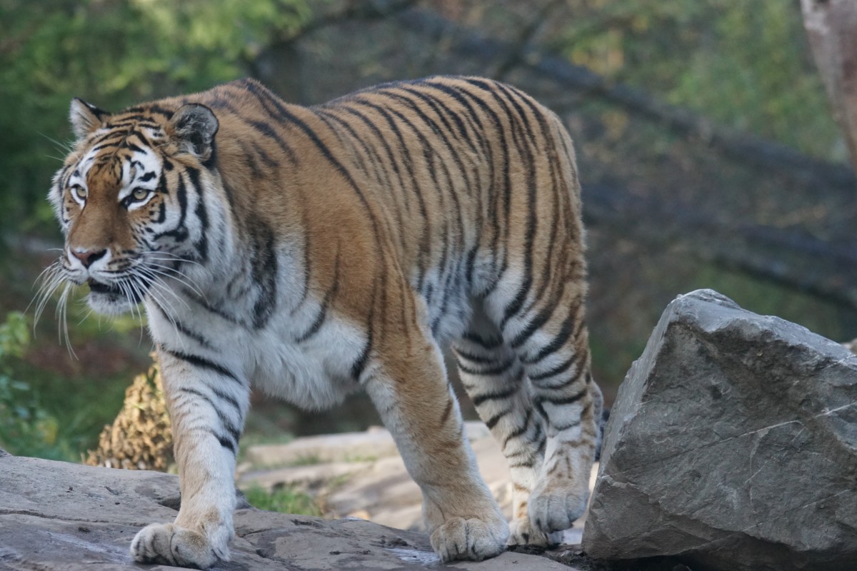 Amurtiger, mnnlich (16.11.2015, Zoo Zrich)