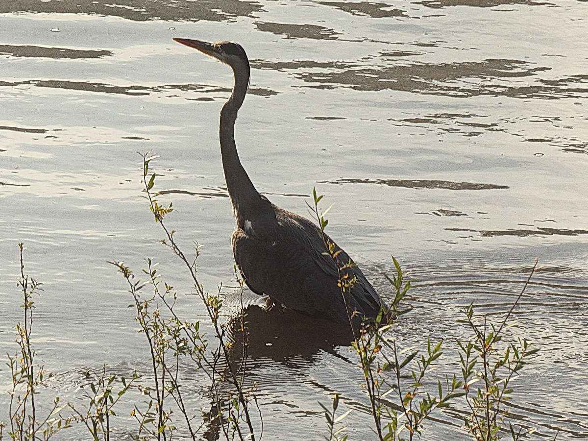 An der Elbe in Bad Schandau ein Reiher bei der Erholung am 09. Oktober 2021