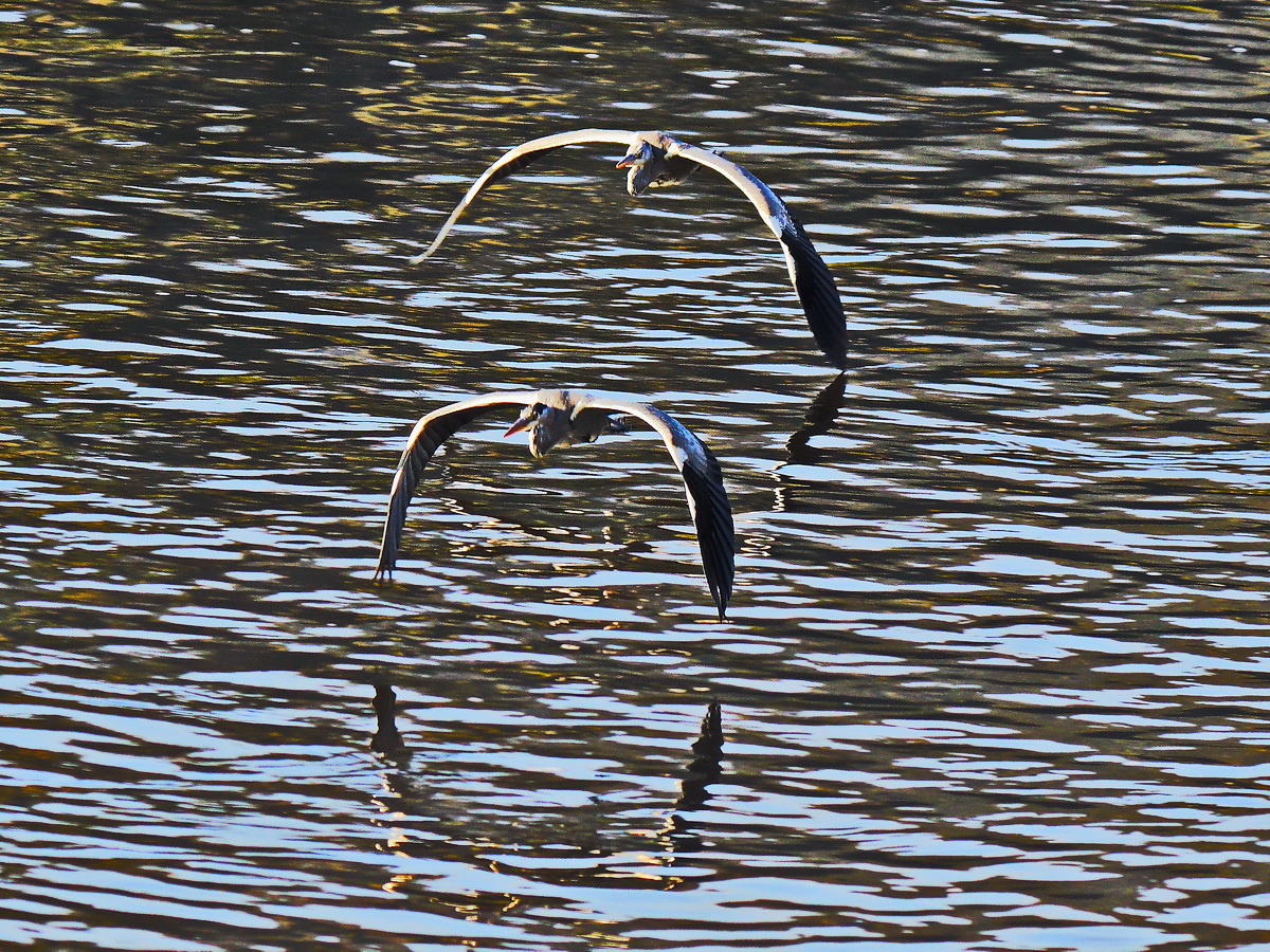 An der Elbe in Bad Schandau kamen 2 Reiher an das Ufer am 09. Oktober 2021