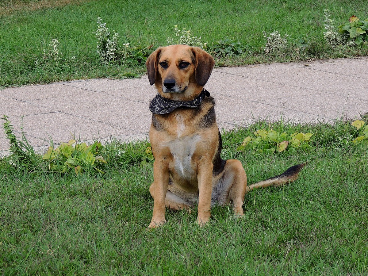  An mir fhrt kein Weg vorbei  signalisiert der treuherzige Schferhund; 130826