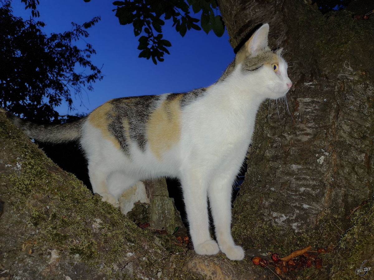 An unserem Urlaubsort habe ich diese zutrauliche Katze entdeckt. (Udersleben, August 2018)