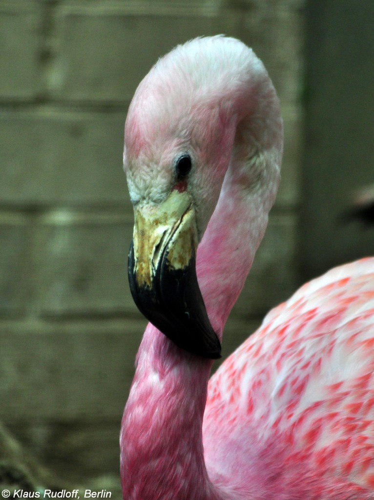 Andenflamingo (Phoenicoparrus andinus) im Zoo Berlin (Juli 2015)