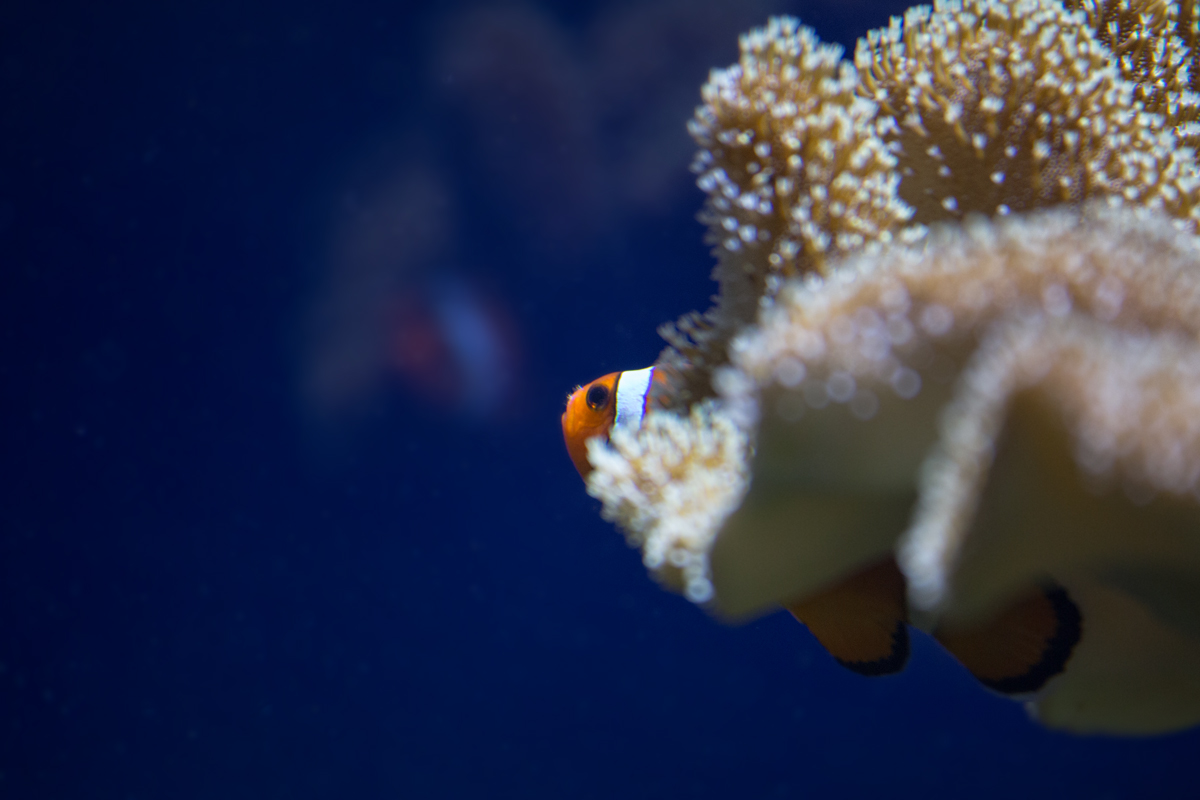 Anemonenfisch in seinem Versteck, gesehen im Meereszentrum Fehmarn. - 18.06.2014