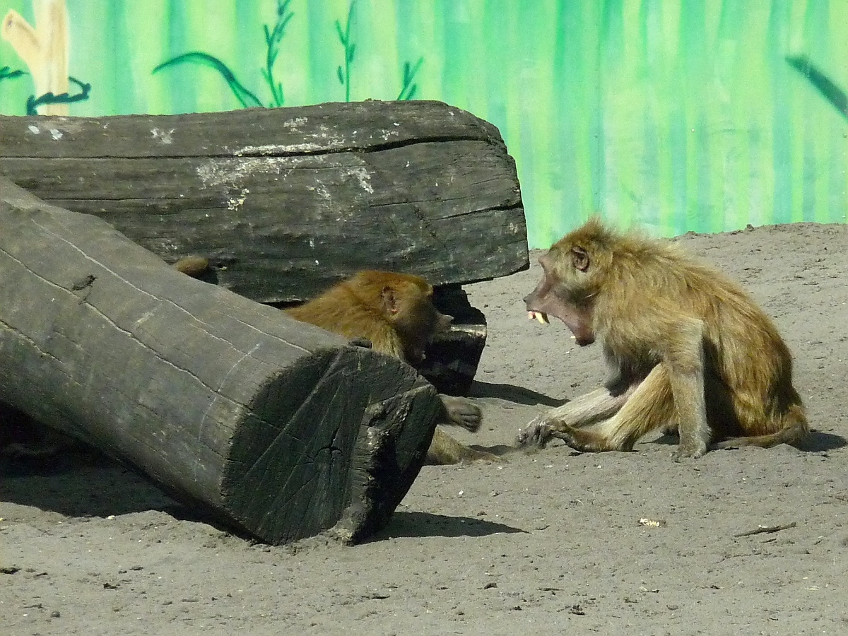 Angeregte Diskussion unter Pavianen im Serengetipark, 9.9.15