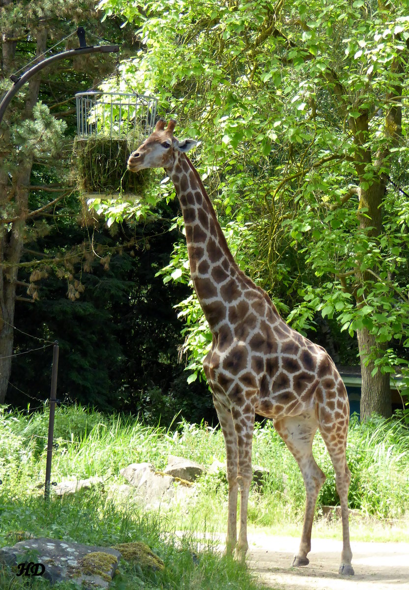 Angola-Giraffe (Giraffa camelopardalis angolensis). Diese Angola-Giraffen werden im Dortmunder Zoo gehalten im Rahmen eines koordinierten Zuchtprogramms. Aufgenommen im Juni 2017.