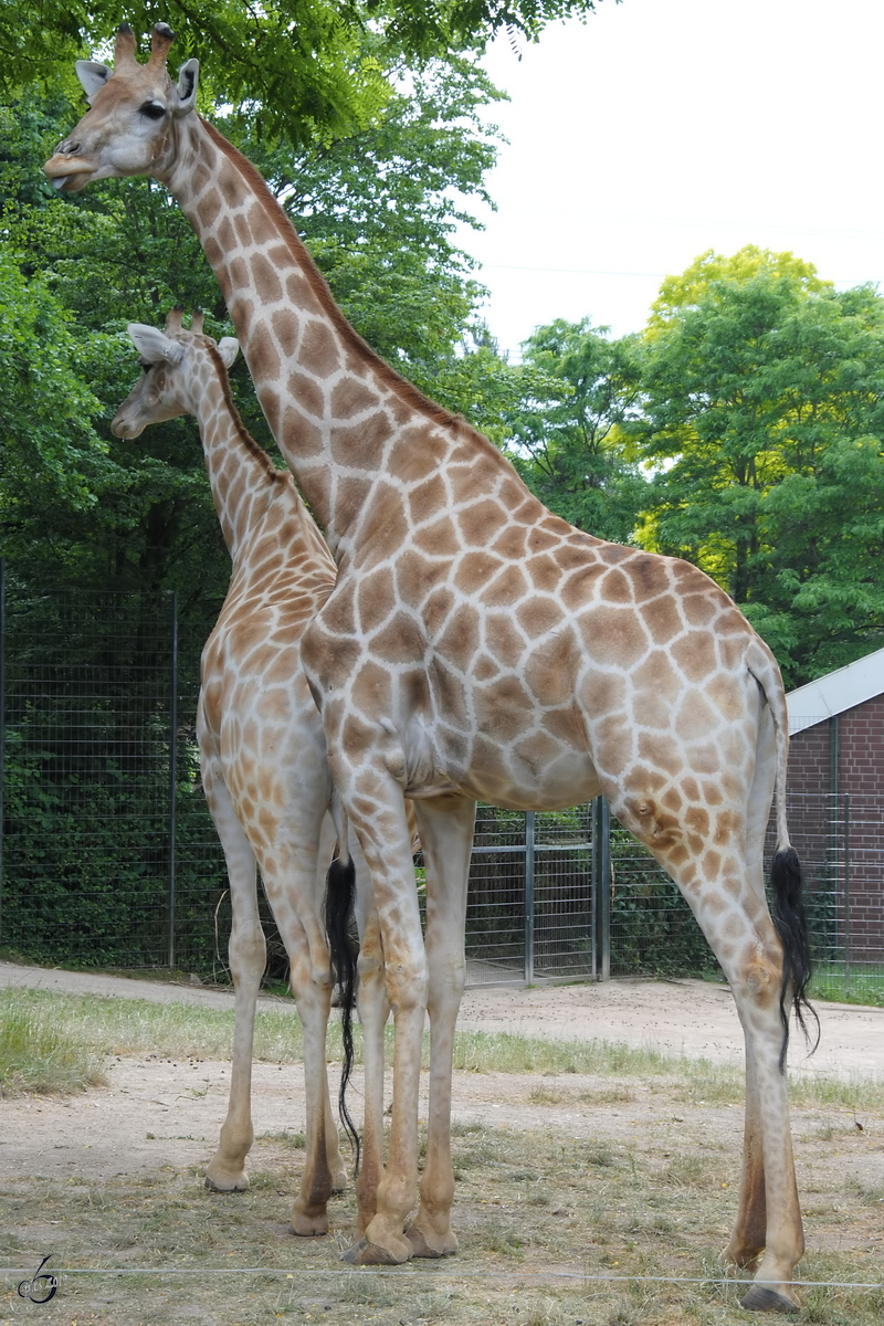 Angola-Giraffen im Zoo Dortmund. (Mai 2010)