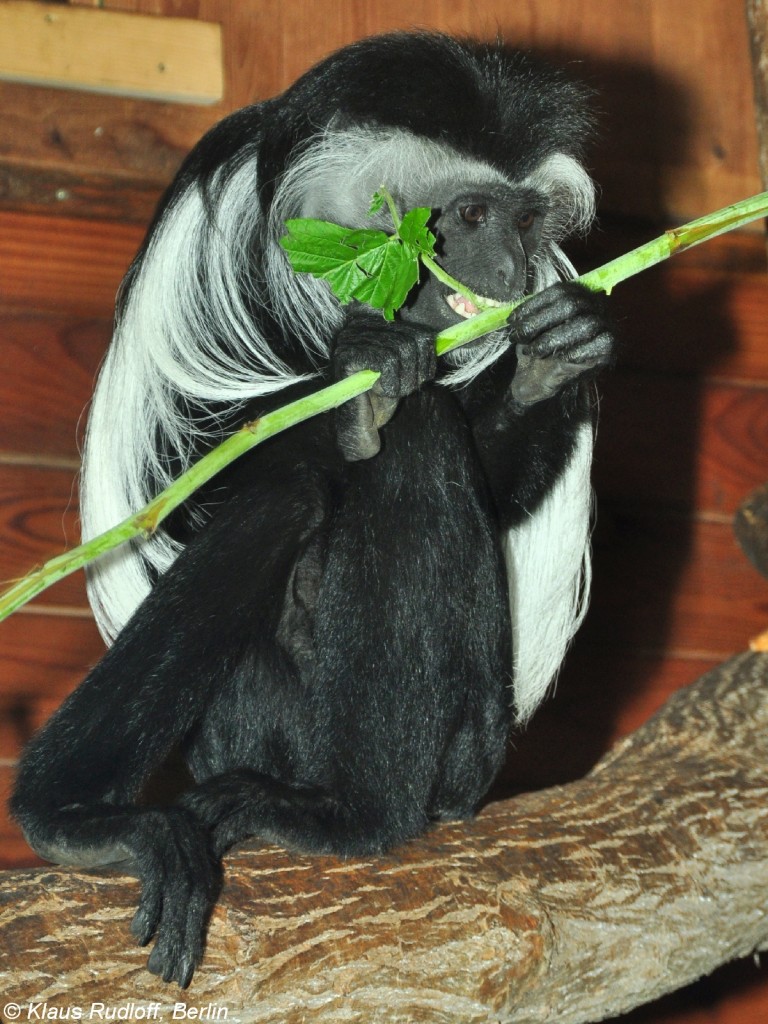 Angola-Guereza (Colobus angolensis palliatus) im Zoo und Botanischen Garten Pilsen (Plzen, Juni 2015).