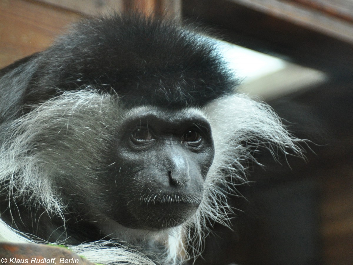 Angola-Guereza (Colobus angolensis palliatus) im Zoo und Botanischen Garten Pilsen (Plzen, Juni 2015).