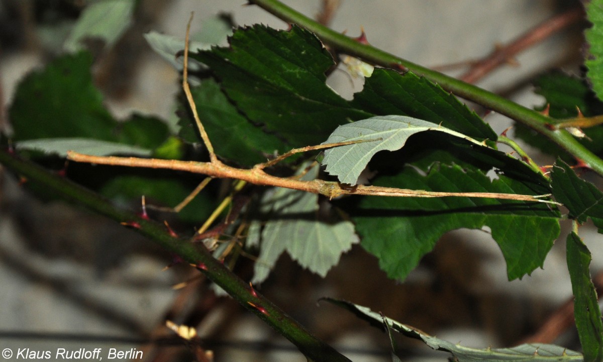 Annam-Stabschrecke oder Vietnamesische Stabschrecke(Baculum extradentatum oder jetzt Medauroidea extradentata) im Tierpark Cottbus (April 2015)