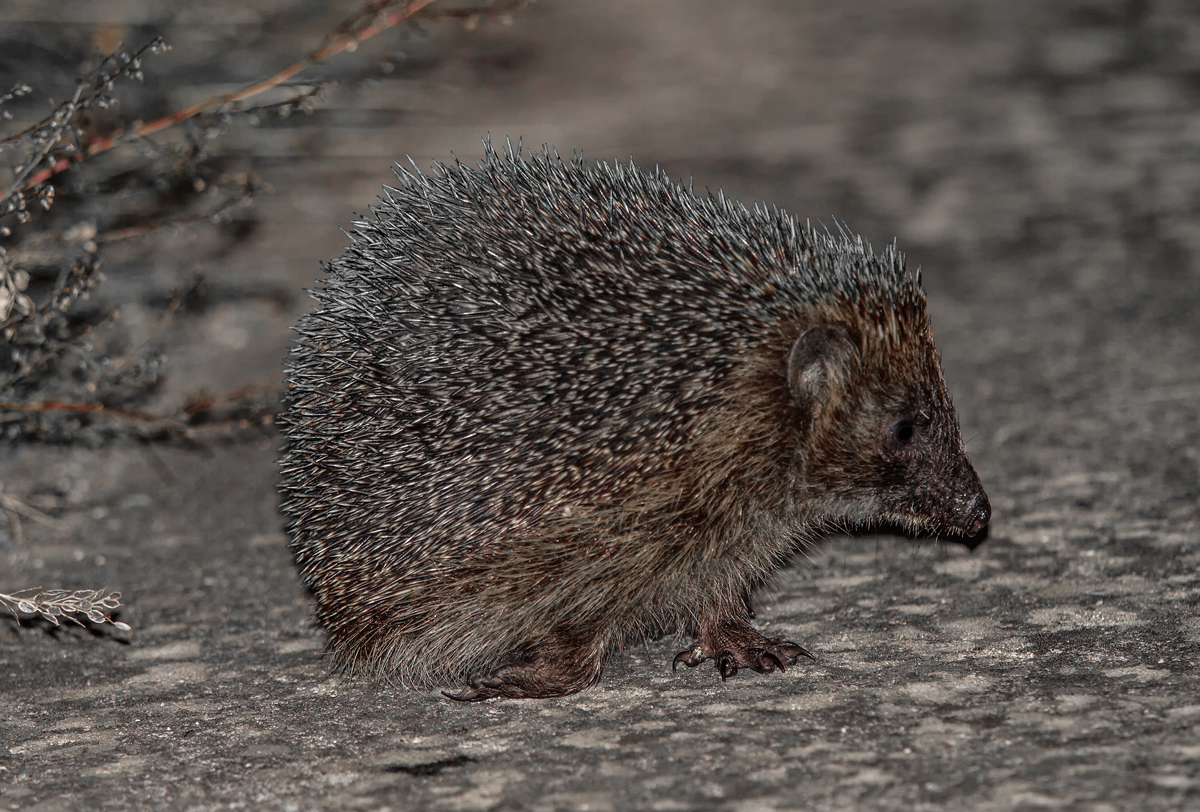 Anscheinend hat dieser Igel in der Dunkelheit etwas Interessantes entdeckt. - 14.09.2013