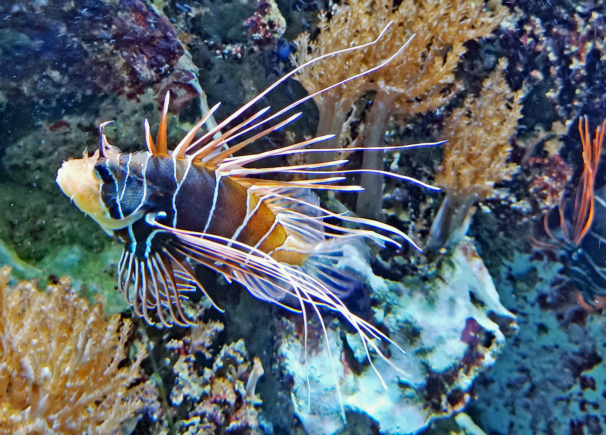 Antennenfeuerfisch im Aquarium des Klner Zoo - 16.06.2022