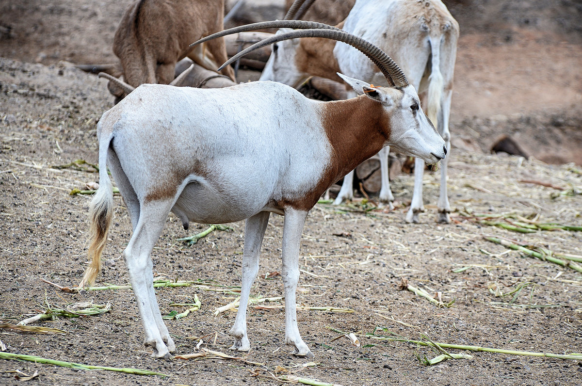 Antilope im Oasis Park auf der Insel Fuerteventura in Spanien. Aufnahme: 19. Oktober 2017. 