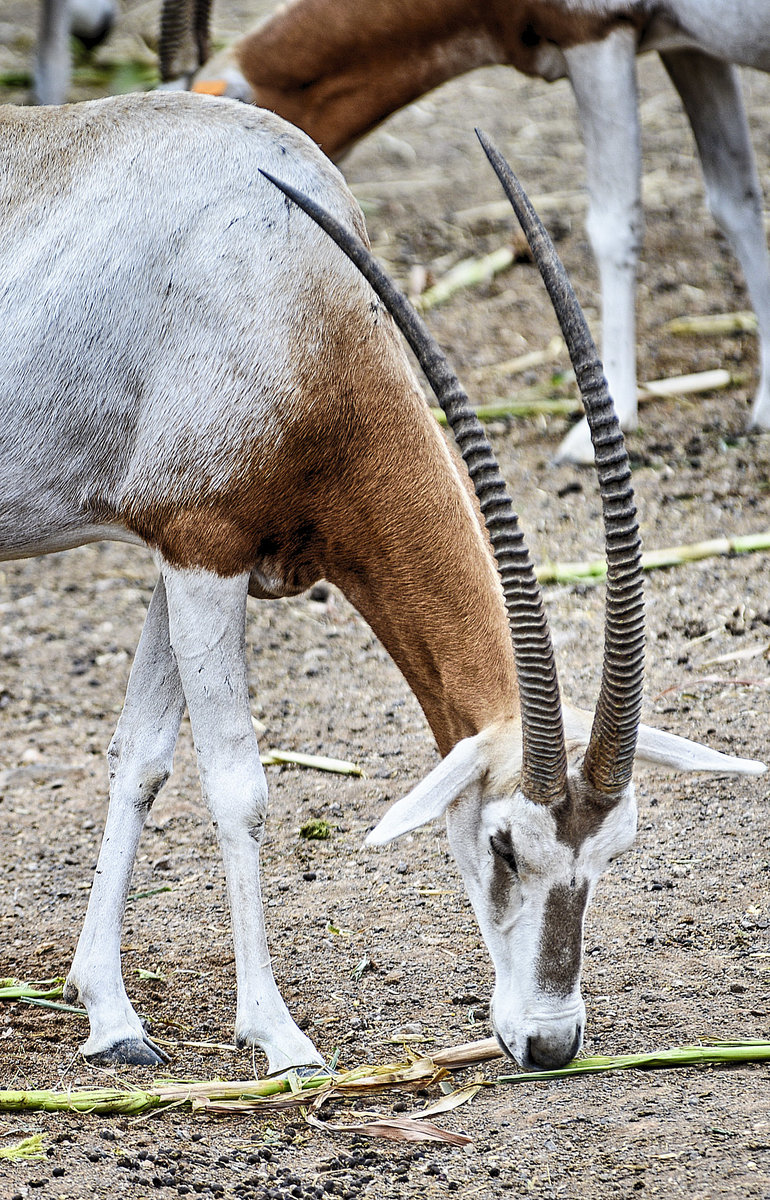 Antilope im Oasis Park auf der Insel Fuerteventura in Spanien. Aufnahme: 19. Oktober 2017.
Aufnahme: 20. Oktober 2017.