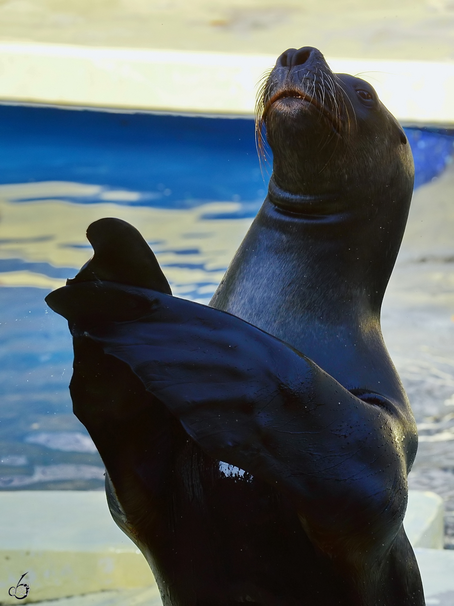 Applaus, Applaus, Applaus - Ein Seelwe buhlt um Aufmerksamkeit. (Zoo Madrid, Dezember 2010)