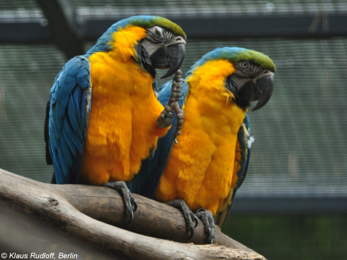 Ararauna oder Gelbbrustara (Ara ararauna) im Tierpark Cottbus (August 2015).