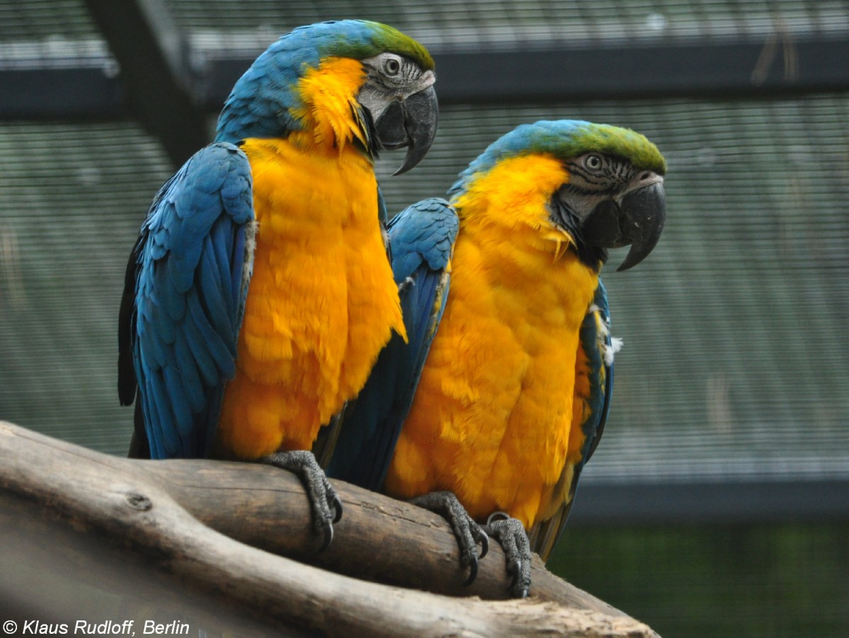 Ararauna oder Gelbbrustara (Ara ararauna) im Tierpark Cottbus (August 2015).