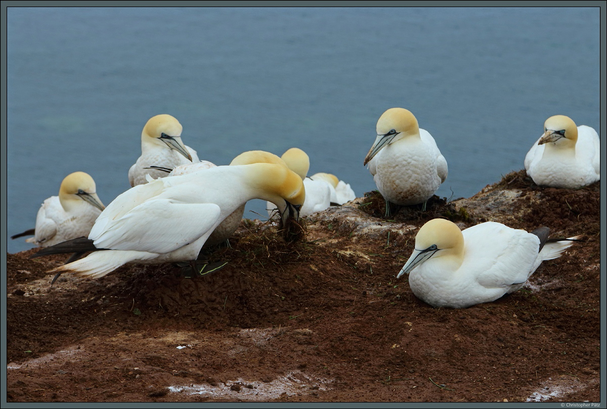 Argwhnisch beobachten die Artgenossen den Basstlpel beim Nestbau. (Helgoland, 13.04.2018)