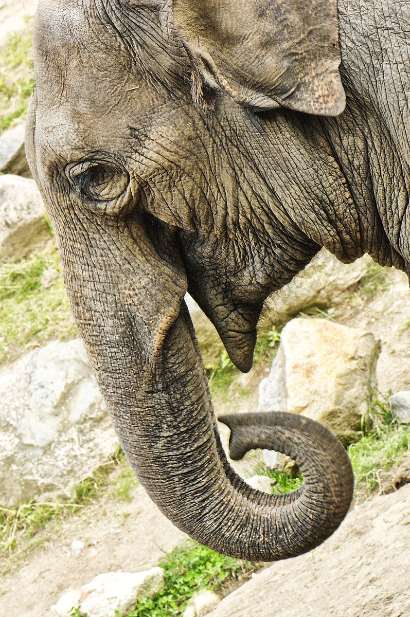 Asiatische Elefant (Elephas maximus) im Kolmrden Tierpark, Schweden.
Aufnahme: 21. Juli 2017