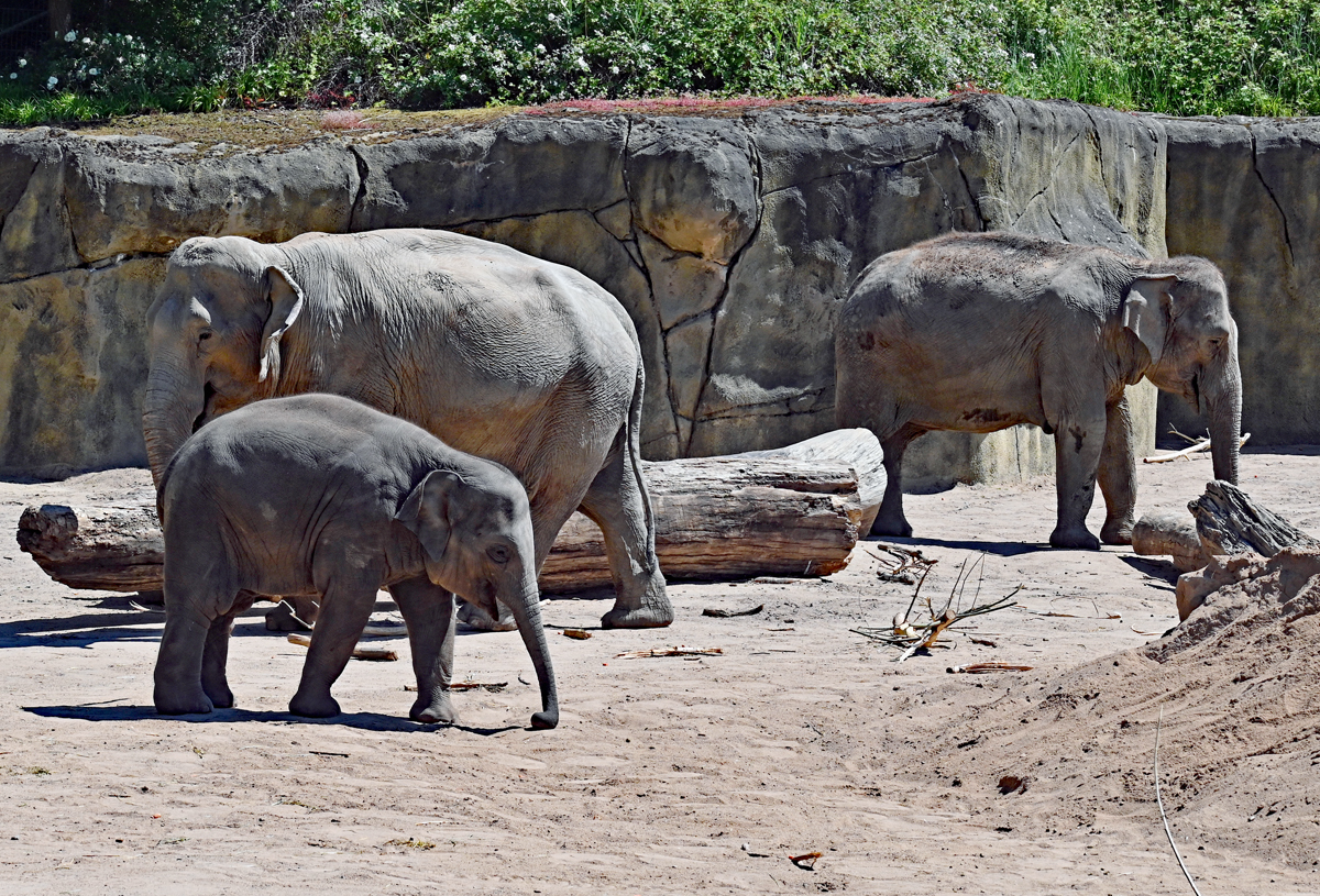 Asiatische Elefanten im Klner Zoo - 14.06.2022