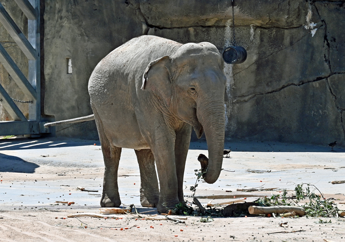 Asiatischer Elefant im Klner Zoo - 14.06.2022