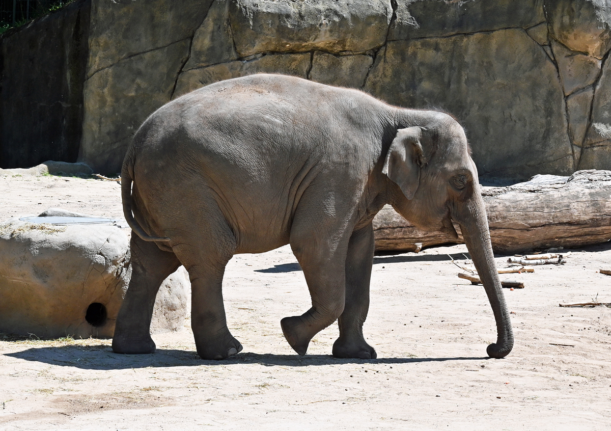 Asiatischer Elefant im Klner Zoo - 14.06.2022