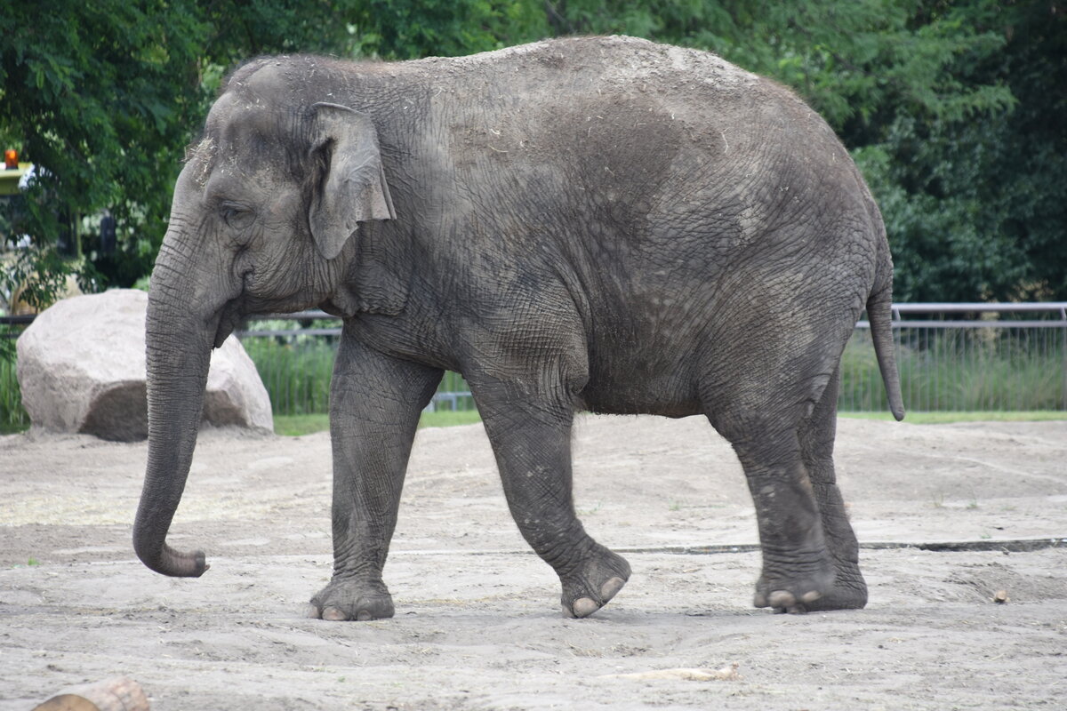 Asiatischer Elefant im Tierpark Berlin (BERLIN/Deutschland, 21.06.2019)