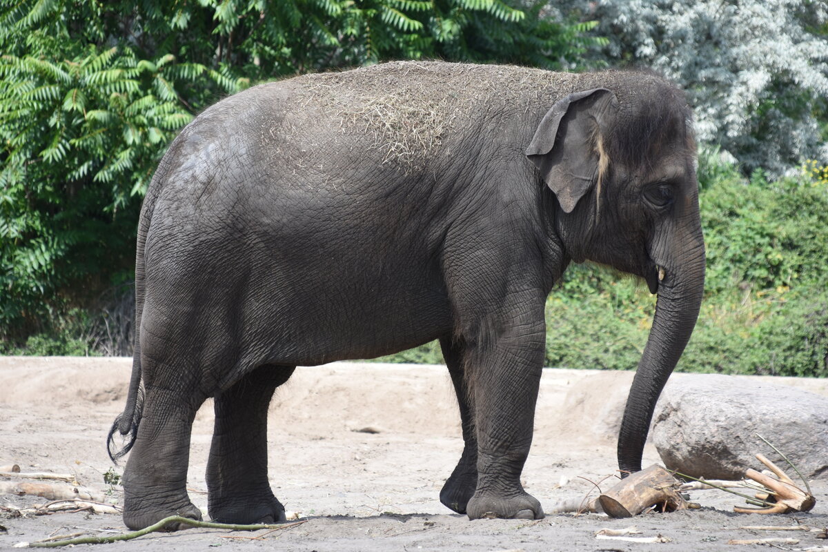 asiatischer Elefant im Tierpark Berlin (BERLIN/Deutschland, 21.06.2019)