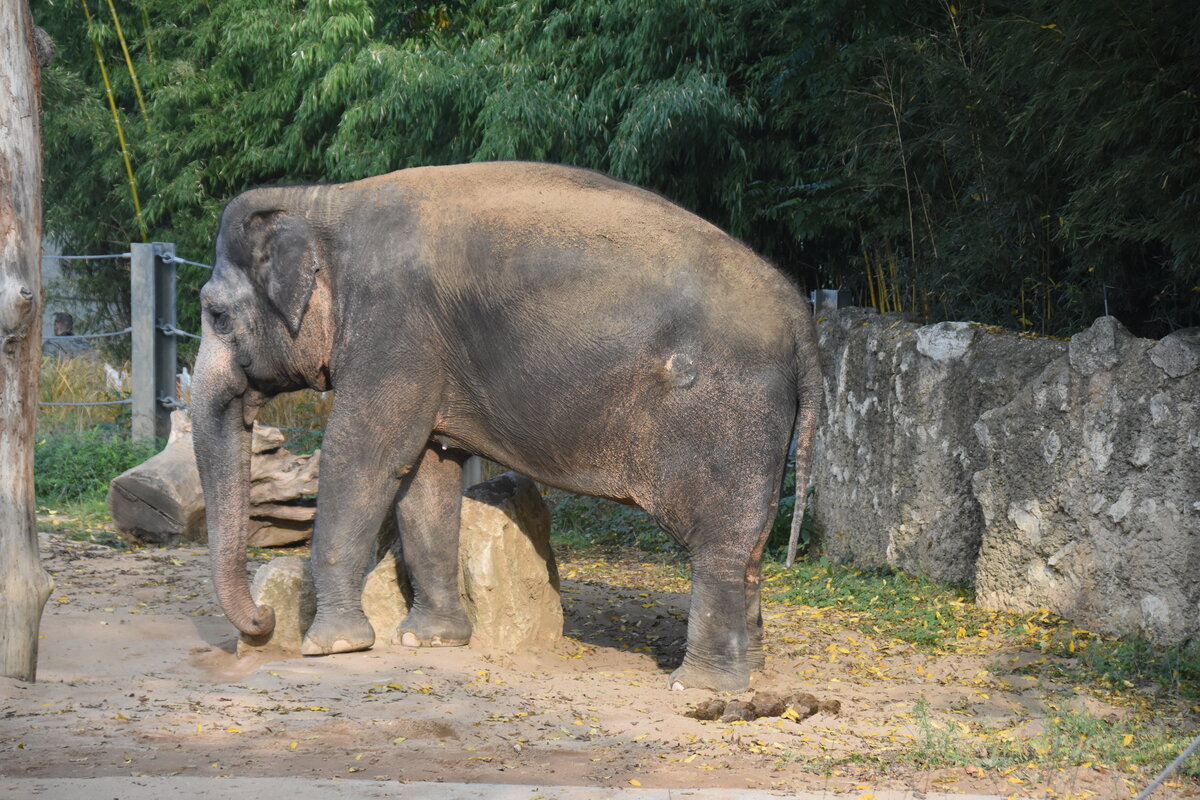 Asiatischer Elefant im Zoologisch-Botanischen Garten Wilhelma (STUTTGART/Deutschland, 20.10.2018)