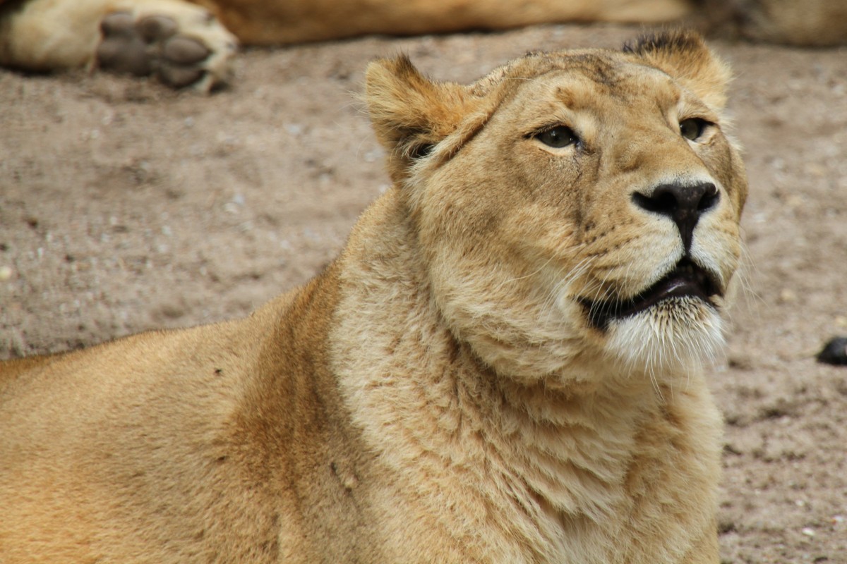 Asiatischer Lwe oder auch Indischer Lwe (Panthera leo persica) am 25.7.2010 im Zoo Heildelberg.