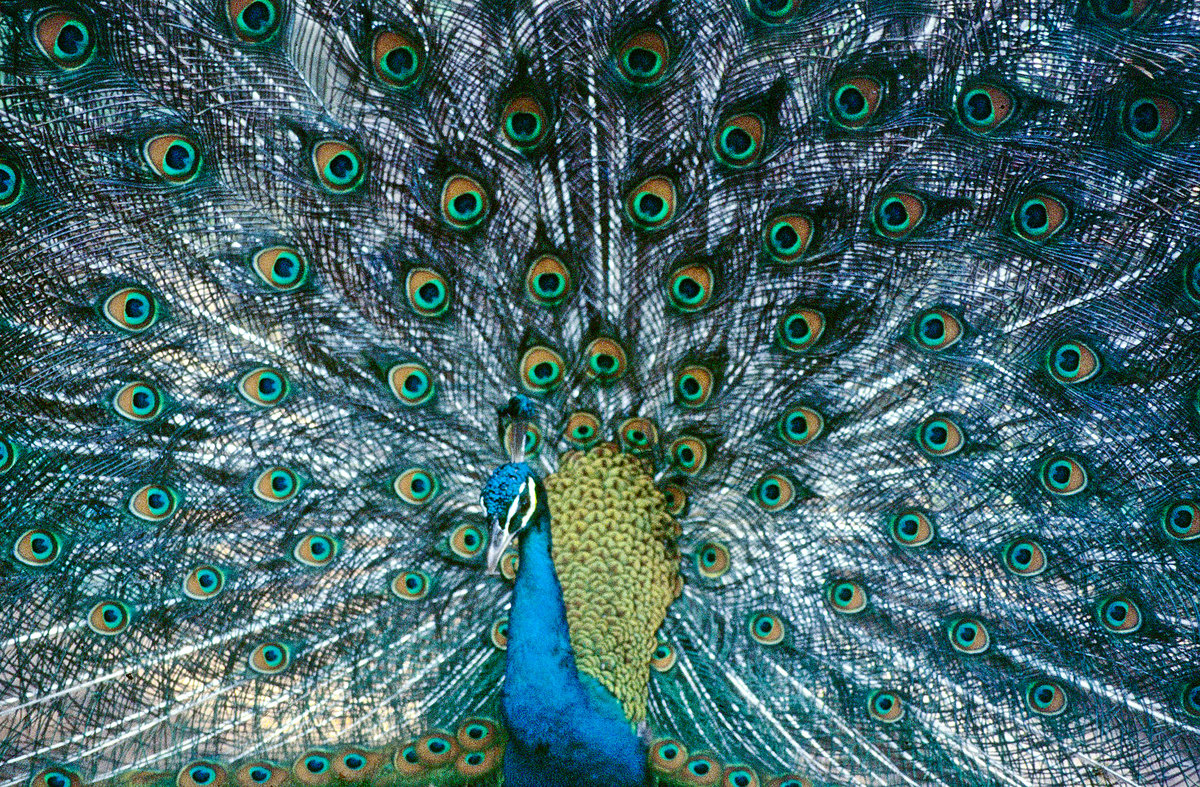 Asiatischer Pfau in Sri Lanka. Bild vom Dia. Aufnahme: Januar 1989.