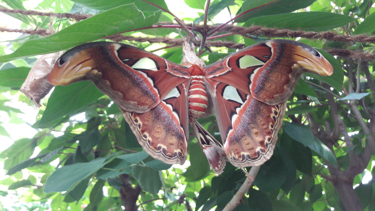 Atlas-Seidenspinner  (Attacus atlas),  auf der Insel Mainau im Schmetterlings-Haus am 01.06.2017.  Der grte Schmetterling der Welt.  Er stammt aus der Familie Pfauenspinner. Vorkommen  in Sd-Ost Asien, Sd China  und  Japanische  Yaeyama- Inseln.    Spannweite 25-30 cm und bis 400 cm die grte Flgeloberflche.  Aus den Kokons wird die Fagaraseide  hergestellt.